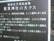 ���Ƃ��񂳂�̊����_�Ђ̑�N�X�̓��e�ʐ^2