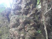 ���Ƃ��񂳂�̊����_�Ђ̑�N�X�̓��e�ʐ^4