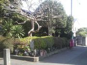 ���Ƃ��񂳂�̈ɓ��S�e�̕�̓��e�ʐ^1