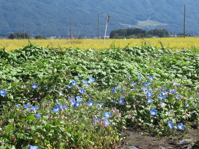 ߋT|~̃wu[u[̉Ԕ̓eʐ^2