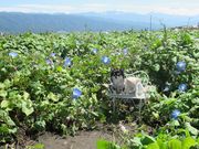 ߋT|~̃wu[u[̉Ԕ̓eʐ^1