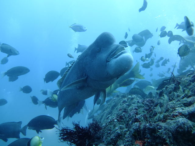 �R�u�_�C�߂��I_�_�C�r���O�V���b�vKIAORA