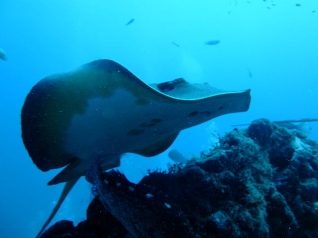 �G�C��������_�_�C�r���O�V���b�vKIAORA