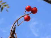 �Ƃ�����񂳂�̊ۏ��̍g�t�̓��e�ʐ^2