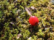 �Ƃ�����񂳂�̊ۏ��̍g�t�̓��e�ʐ^3