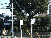 �܂��ǂ���̎u���ꗢ�˂̓��e�ʐ^1