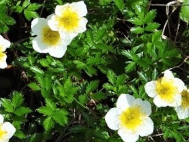 �`���O���}_�̒r���R��