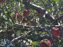 ike55jpさんの生駒高原りんご園の投稿写真1