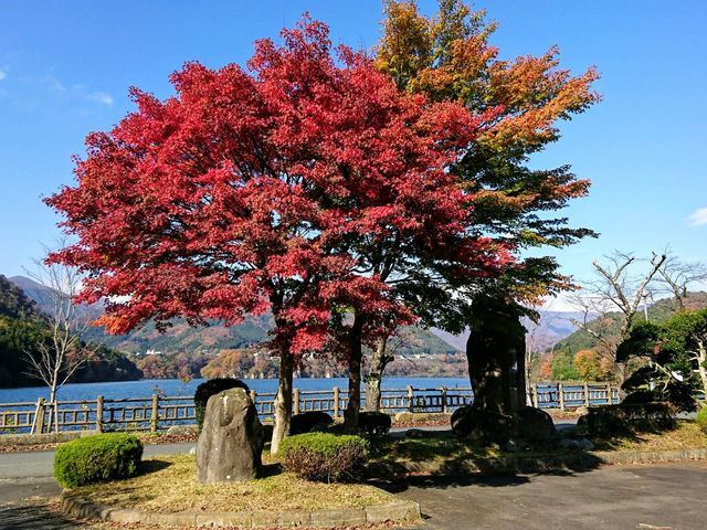 赤谷湖のもみじ_赤谷湖