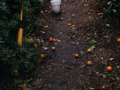 t̎Rǰ@ZXEIuE_[t̎ʐ^1