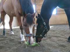 �悵�ނ炳��̃G���~�I�[�����ւ̓��e�ʐ^1