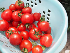 �\�{�_���̎ʐ^1