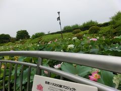 水生植物公園みずの森の口コミ一覧 じゃらんnet