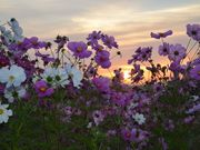 񂳂̓̉w ÁiO[vU炷܁j̓eʐ^2