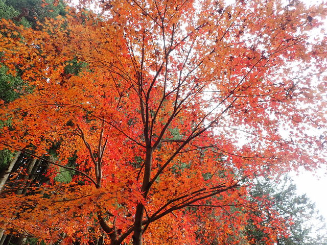 }Cann̉̌ÙK˂݂̓eʐ^1