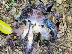 ς񂾂̐Ί_ ADVENTURE PiPiւ̓eʐ^1