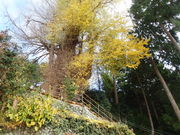 }Cann̍Rs̑C`E̓eʐ^1