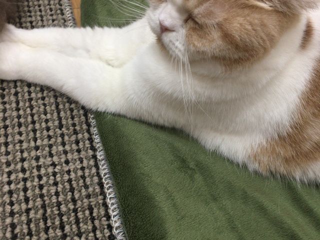 �N�b�L�[�����ł��B�ǂ̎q�����������ł����A���̎q���D���ł����B_�L�J�t�F�@�g�t