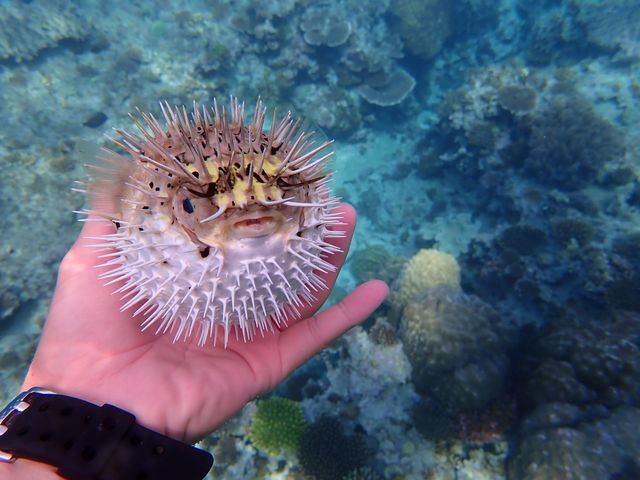 �n���Z���{���⏬�����t�O��G������_�V���m�[�P�����{�@�I�L�i��