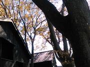 L^J̎Rqɂ̃PL؂̍gt̓eʐ^3