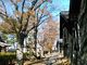 キムタカさんの山居倉庫のケヤキ並木の紅葉への投稿写真4
