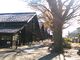 キムタカさんの山居倉庫のケヤキ並木の紅葉への投稿写真3