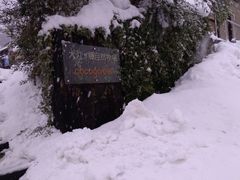 ��˂�����̑�]�m�����R�q��`�R�R�K�[�f���ւ̓��e�ʐ^1