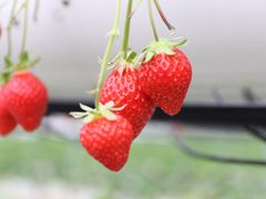 Ƃ񂿂񂳂̈hN_ւ̓eʐ^1