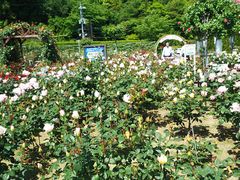 ߂񂳂̕RT[rXGAւ̓eʐ^1