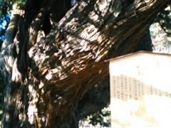 ��������̃r���N�V���̌Ö�(�������j�ւ̓��e�ʐ^1