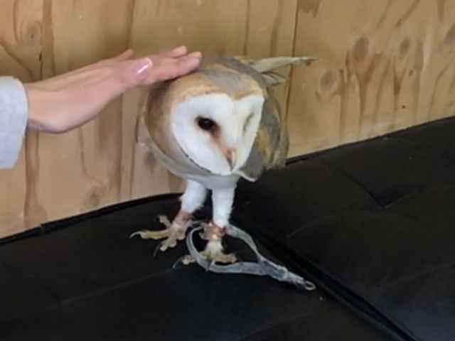 �������t�N���E�ȂłȂ�_owlcafe�ӂ��낤���[�V�h�X