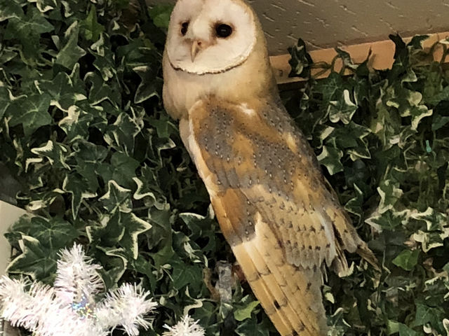 ��т܂����B_owlcafe�ӂ��낤���[�V�h�X