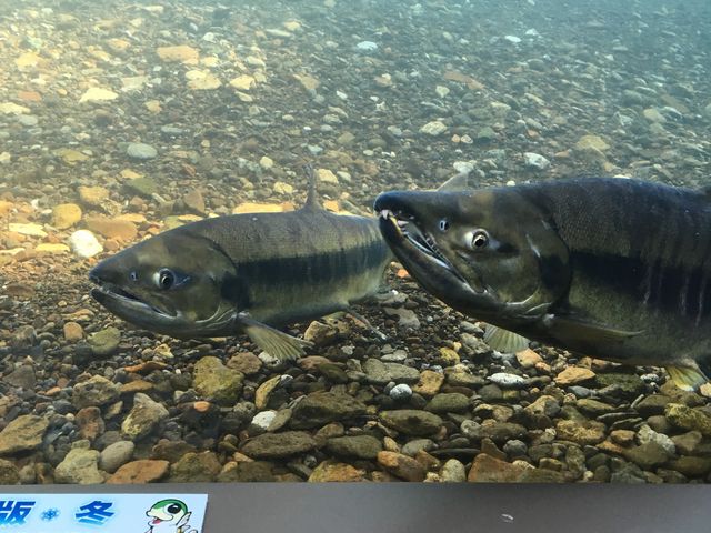 ��̒��̍�_�T�P�̂ӂ邳�Ɛ�ΐ�����