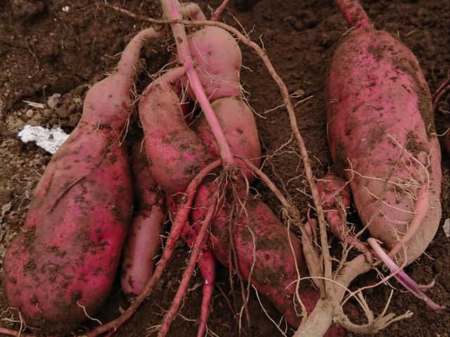 ���@��y���������ł��I_�}�U�[�q��