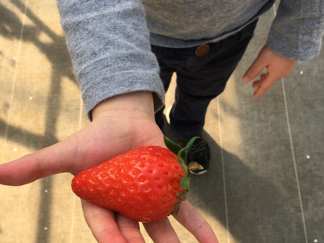 �傫���I_�ό������_�����C�t�@�[��