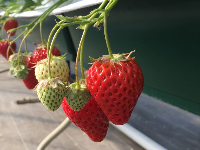 ���������I_�ό������_�����C�t�@�[��