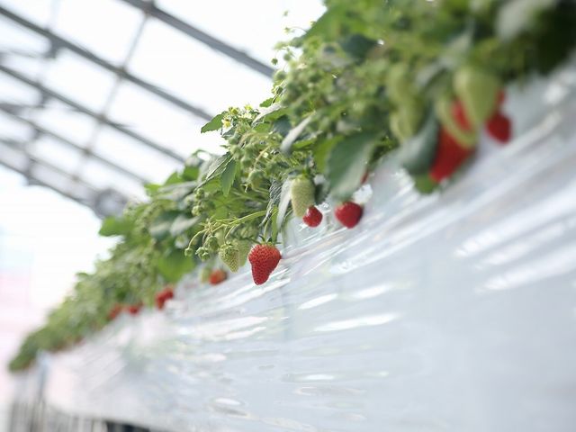 �Â��Ĕ������������ł��B_�܌��ʎ���