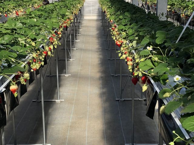 �������܂܂��ׂ�܂��B�n�E�X���ɂ̓~�c�o�`�����ł܂����h����܂���̂ň��S���ĉ������������ł��B_MIGAKI FARM(��ICHIGO WORLD)