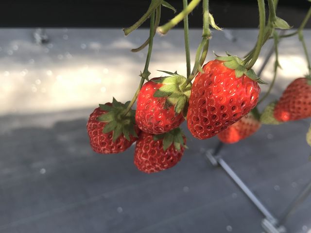 �^���Ԃɏn���Ă��邢����_���R��������