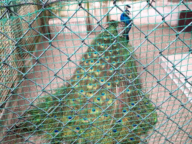 �N�W���N_����s���O���[���Z���^�[