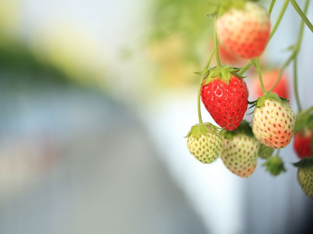 ƂĂLCɎB܂Iiŋ߂̃Av͂j_@FARM(Abgt@[)~襂܂x襃g}gY~