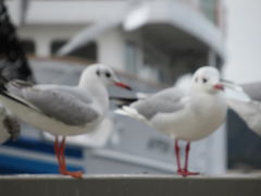 1962̂N[Yւ̓eʐ^3