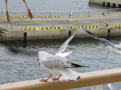 1962̂N[Yւ̓eʐ^4