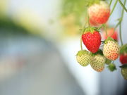 ΃s[@FARM(Abgt@[)~襂܂x襃g}gY~̓eʐ^1