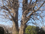 W{WFbgf̑傢傤̓eʐ^1