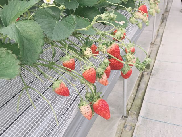 �Ԃ�䕂���������ł����I_���R�t�@�[��