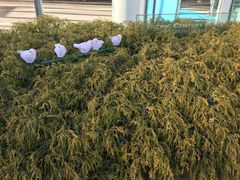 qṼpVtBbNZ`[vCXۂ̓ւ̓eʐ^1