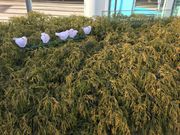 qṼpVtBbNZ`[vCXۂ̓̓eʐ^1