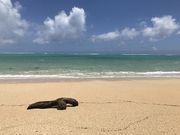 ݂񂳂̔ۊC݂̓eʐ^1