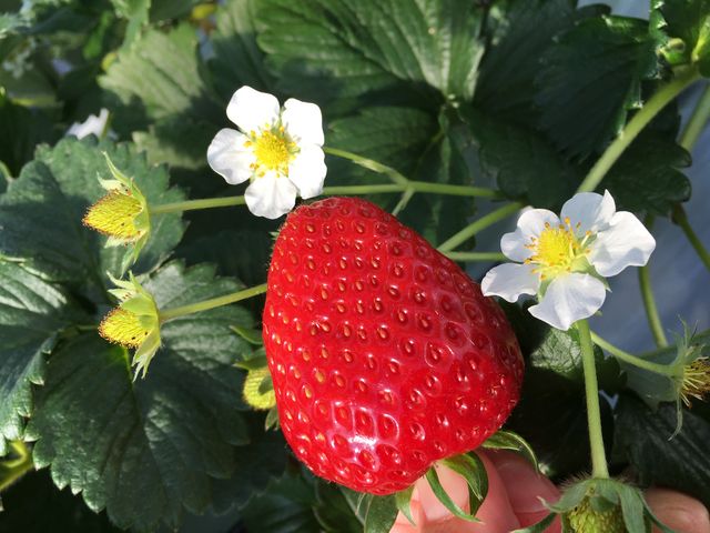 ���܁`�`���I_STRAWBERRY GARDEN ROYAL